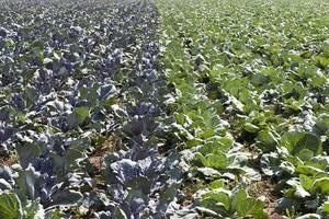 green and purple cabbage photo