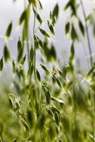 green young oat photo