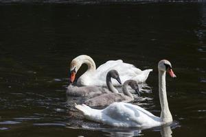 swan white, close up photo