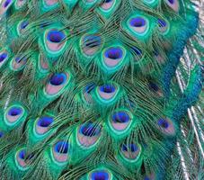 detalle de los colores de la cola de un pavo real foto