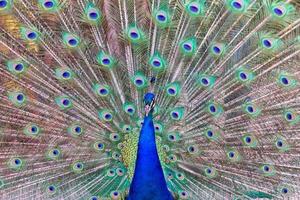 impressive portrait of a peacock with its tail open photo