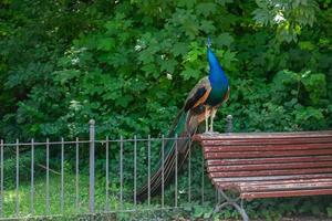 peacock perched on a wooden bench in a city park photo