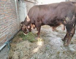 a cow eats fresh green grass in the barn photo