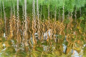 mirroring of pine trees photo