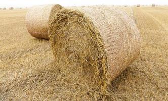 cylindrical bales of straw photo