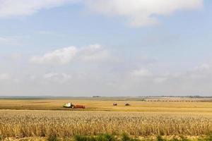 combine harvester, field photo