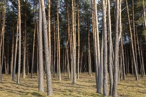 paisaje de verano, bosque foto