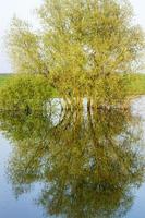 trees on the river photo