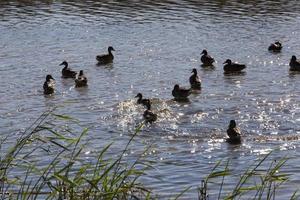 young and old ducks photo