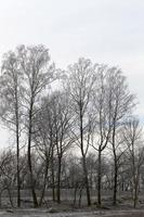 bare deciduous trees photo