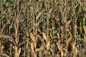 autumn ripe corn photo