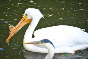 pelícano nadando en el agua. plumaje blanco, pico grande, en un ave marina grande foto