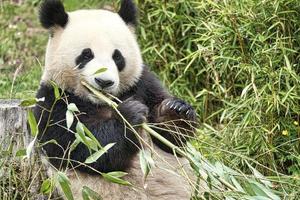 gran panda sentado comiendo bambú. especie en peligro. mamífero blanco y negro foto