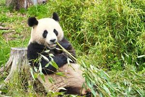 big panda sitting eating bamboo. Endangered species. Black and white mammal photo
