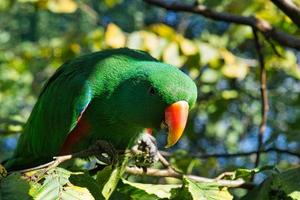 a colorful lori in the branches. loris are a species of parrot photo