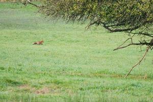 un zorro en un prado buscando refugio en la maleza. foto