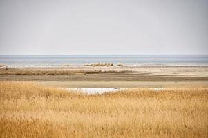 mirador de aves pramort en el darss. amplio paisaje con vista al bodden y al mar báltico. foto