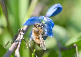 Honey bee collecting nectar on a blue flower. Busy insects from nature. Bee honey. photo