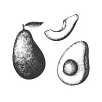 Hand drawn avocado set. Vector realistic slice, half and whole avocado.