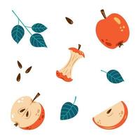 Vector apple set. Colorful collection of whole apple, apple half and slice. Apple core.