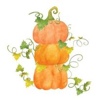 stacked orange pumpking watercolor with leaves and vine hand drawn illustration vecotr vector