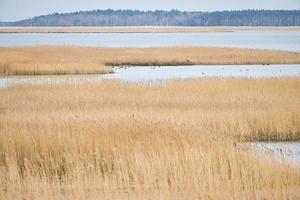 Bird lookout Pramort on the darss. wide landscape with view to the bodden and the baltic sea. photo