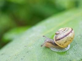 A snail crawling on a plant. Leisurely it crawls forward photo