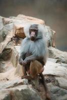 babuino en roca. monos relajados que viven en la asociación familiar. grandes monos foto
