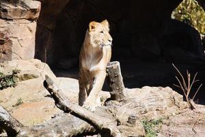 young lioness walking over stones looking at the viewer. Animal photo of a predator