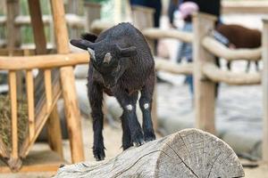 Kid playing in the petting zoo. The little black and white baby mammals jump photo