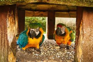 la especie de loro ara está amenazada de extinción. un retrato de pájaros coloridos foto