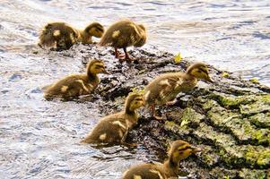 Ducks chicks on a log in the river. Small water birds with fluffy feathers. Animal photo