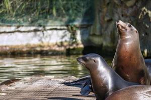 sea seal at the berlin zoo photo