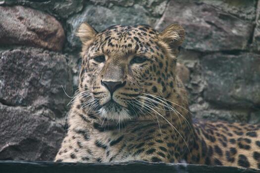 Jaguar lying behind grass. Spotted fur. The big cat is a predator. Photo of a hunter
