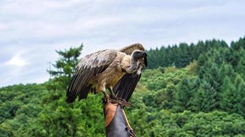 Griffon vulture on falconer's glove ready to fly in close up. Colossal large bird photo