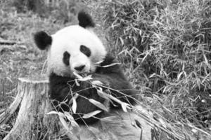 panda grande en blanco y negro, sentado comiendo bambú. especie en peligro. foto