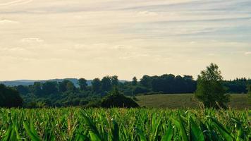 vista sobre el campo de maíz en el valle. descubierto en sarre foto