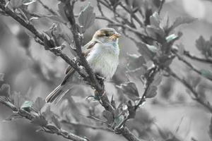 sparrow in black white sitting on a branch in the bush with green leaves in summer photo