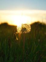 Dandelion  in the sunset with beautiful bokeh. At evening hour nature shot photo