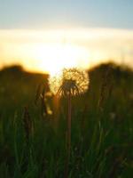 diente de león al atardecer con hermoso bokeh. a la hora de la tarde foto de la naturaleza