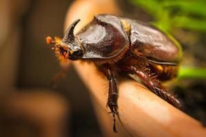 imagen macro de un escarabajo rinoceronte. este insecto es muy raro foto