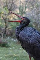 black stork released in the wild park photo