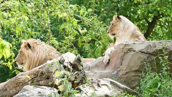 Lion couple lying on a rock. Relaxed predators looking into the distance. Big cat. photo