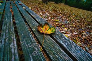 Colored leaf in autumn on a bench. Autumn leaves in the park. Trees in the background photo