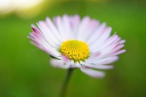 Daisy with a lot of bokeh on a meadow. Focus on the pollen of the flowers. photo