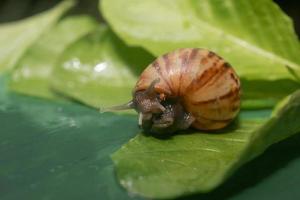 African land snail. one of a plant pest. animal background photo