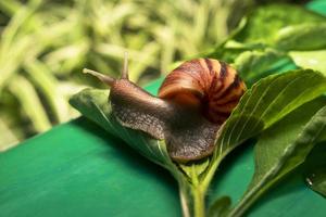 Snail . Large white mollusk snails with brown striped shell, photo