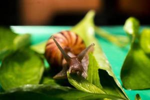 caracol . grandes caracoles moluscos blancos con caparazón rayado marrón, foto