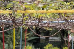 árbol de vid varía en poste de hierro foto