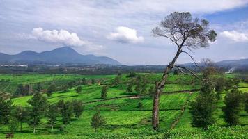 malabar tea plantation, pangalengan photo